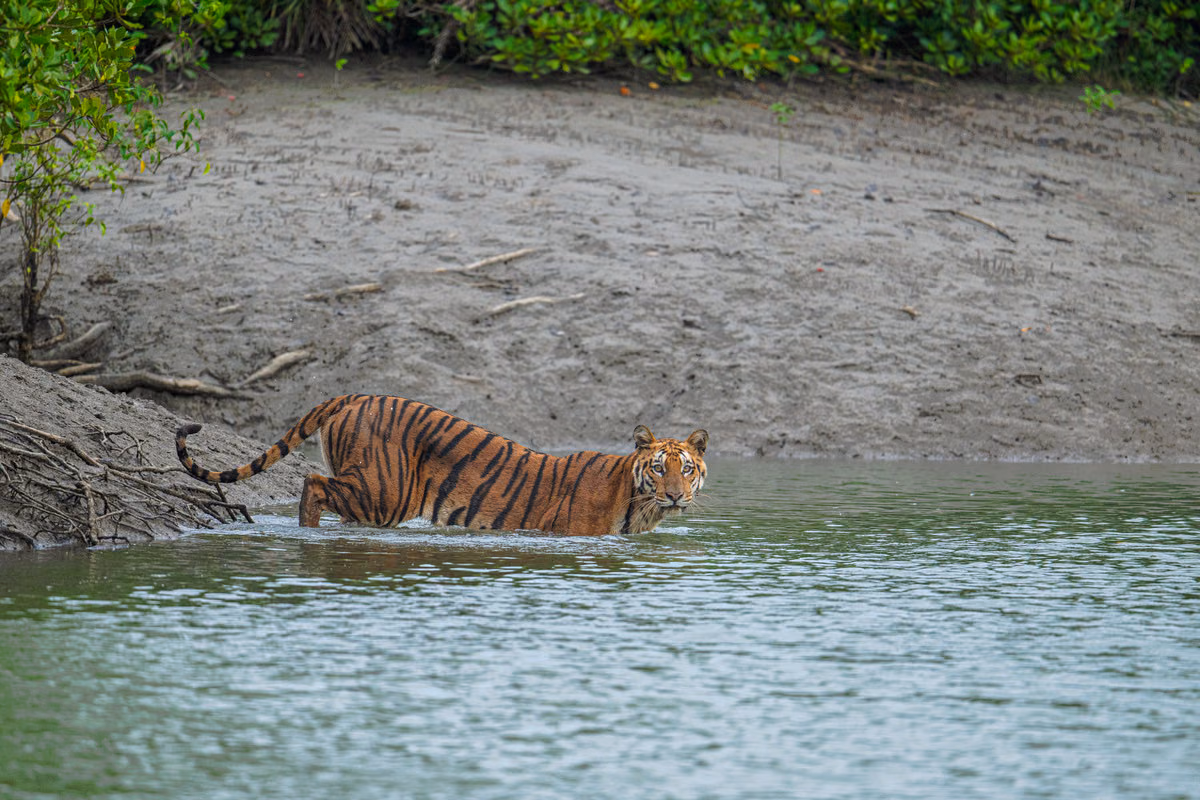 Comfortable eco stay rooms guests review at Sundarban Mangrove Forest Camp