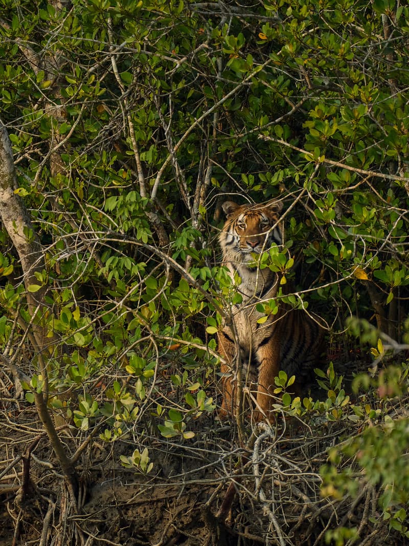 Serene mangroves around Mangrove Forest Camp