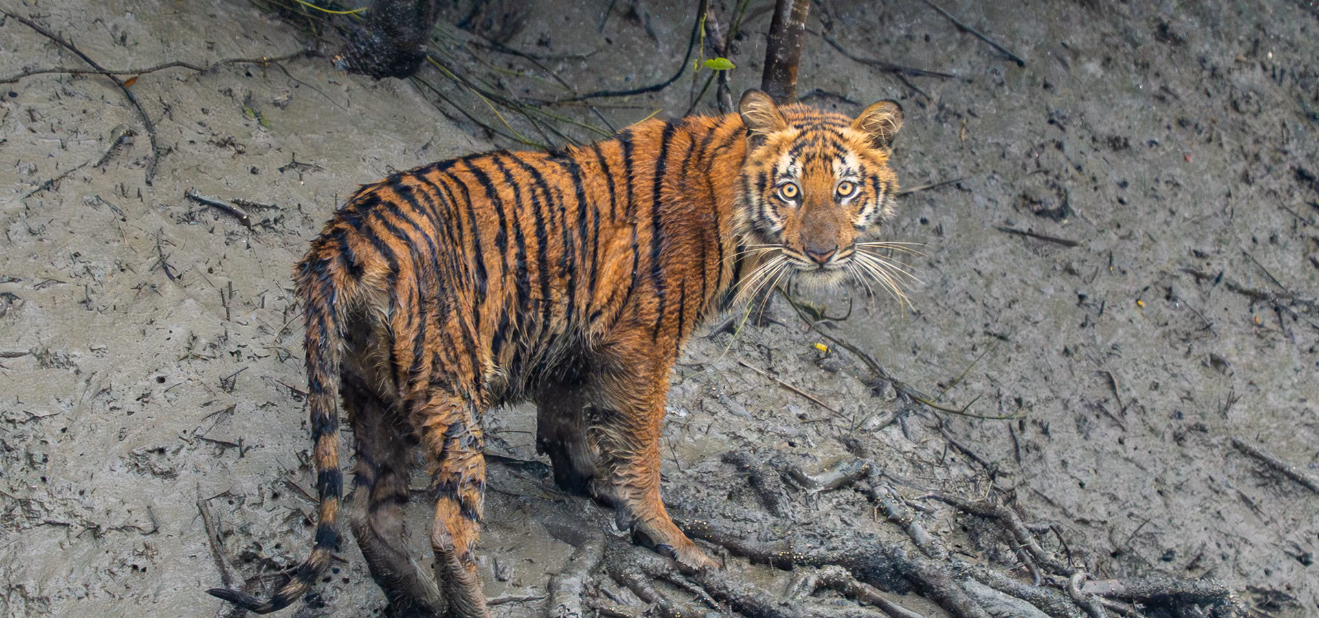 Private luxury Sundarbans safari vessel for Signature Expedition wildlife photography