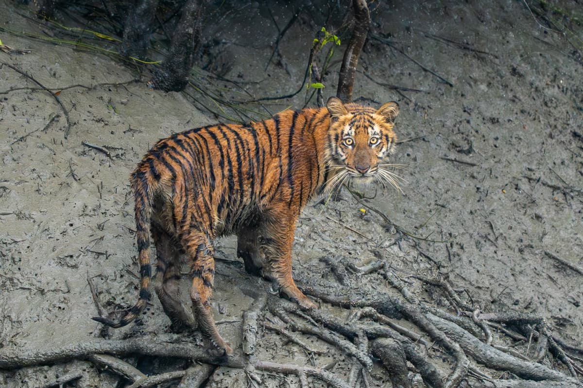 Safari arranged from Mangrove Forest Camp